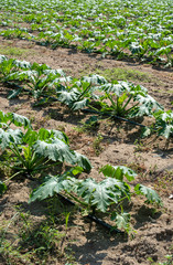 Zucchini in the field. Growing zucchini in rows.