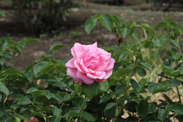 薔薇　ばら　羽衣