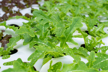 Close Up lettuce hydroponic Vegetable Farm. How to grow hydroponics using the water system