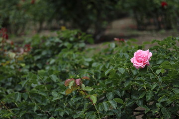 薔薇　ばら　羽衣