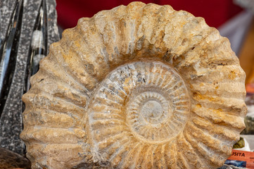 Alcala de Henares, Madrid / Spain. 10.13.2019. Ammonite sale in street market
