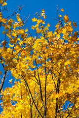 Beautiful and bright autumnal trees. Autumn colors.