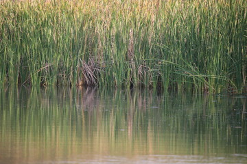 Fototapeta na wymiar reeds in lake