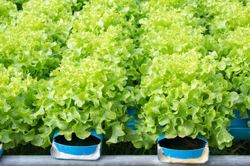 Close Up lettuce hydroponic Vegetable Farm. How to grow hydroponics using the water system