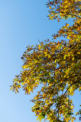 Beautiful and bright autumnal trees. Autumn colors.