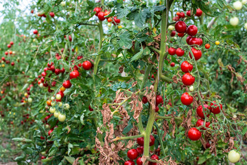 Small tomatoes in greenhouse