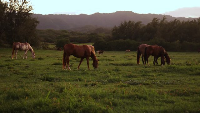 Still shot of a group of large horses grazing and feeding on the lush green grass on a ranch in Hawaii. Shot during golden hour.