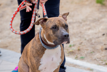 Portrait of old big staffordshire bull terrier dog in the park
