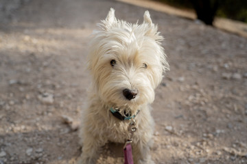 Portrait of a west highland white terrier in the park