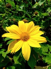 yellow flower in the garden