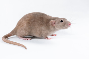 Scared brown rat on white background