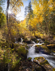 mountain river on a background of autumn trees