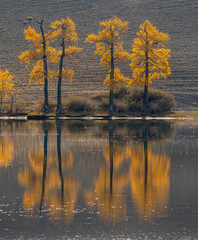 yellow autumn trees on the background of the lake