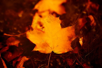autumn leaf. blur. orange yellow colors