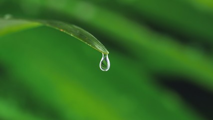 Water drop on green leaf on bokeh