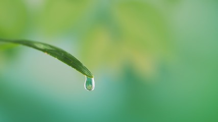 Water drop on green leaf on bokeh