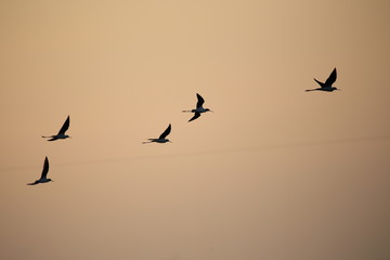 silhouettes of flying birds on sunset background