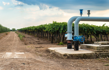 Watering pipes and vineyard.