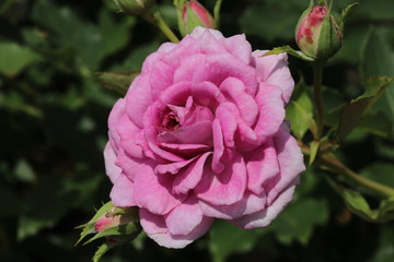 薔薇　ばら　コティヨン