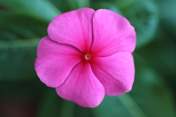 Obraz premium flower in garden