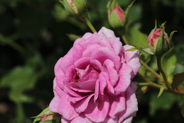 薔薇　ばら　コティヨン