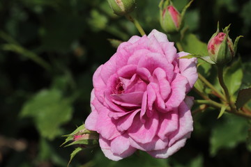 薔薇　ばら　コティヨン