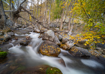 mountain river on a background of autumn trees