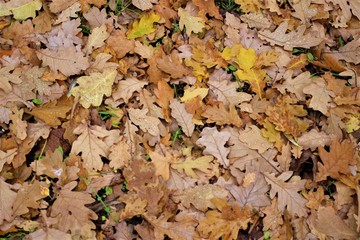Colorful seasonal autumn background pattern, Vibrant carpet of fallen forest leaves