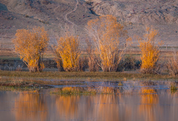 yellow autumn trees on the background of the lake