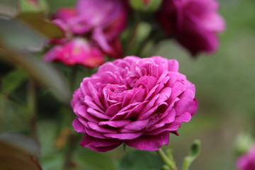 薔薇　ばら　ハイディクルムローズ