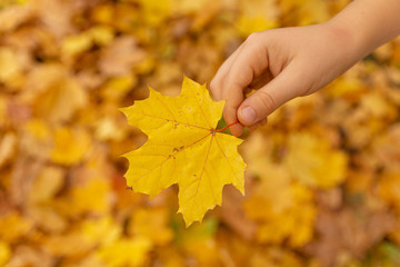 Yellow autumn leaf in a child's hand on the background of autumn leaves.