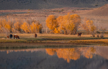 yellow autumn trees and cows on the background of the lake