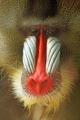 Mandrill