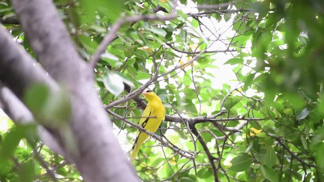 Bird (Black-Naped Oriole, Oriolus chinensi) yellow color perched on a tree in a nature wild
