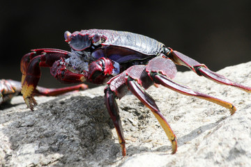 rote_Klippenkrabbe