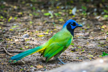 A Green Jay in Laguna Atascosa NWR, Texas