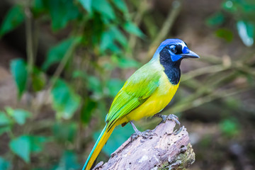 A Green Jay in Laguna Atascosa NWR, Texas