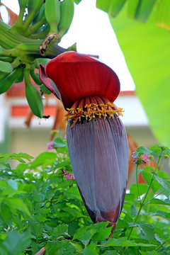  flower and fruit of banana tree