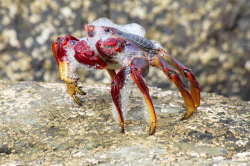 rote_Klippenkrabbe