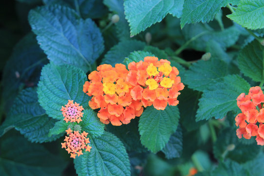 exotic southern flowers