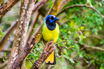 A Green Jay in Laguna Atascosa NWR, Texas