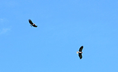 couple d'aigles