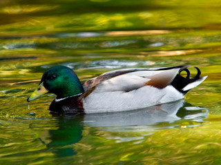 Mallard or Blue swimming in the water