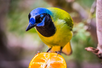 A Green Jay in Laguna Atascosa NWR, Texas