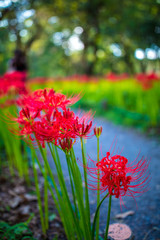 巾着田の曼珠沙華