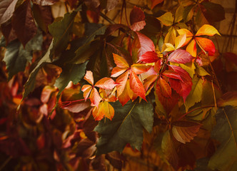 Autumn  background of clolorful autumn grape leaves