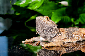 bearded_dragon_2