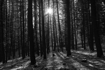 Fototapeta premium Winter Forest seasons