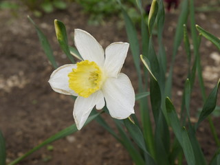 Цветок нарцисс белый с желтой серединкой