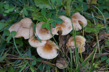 mushrooms hid in the green grass